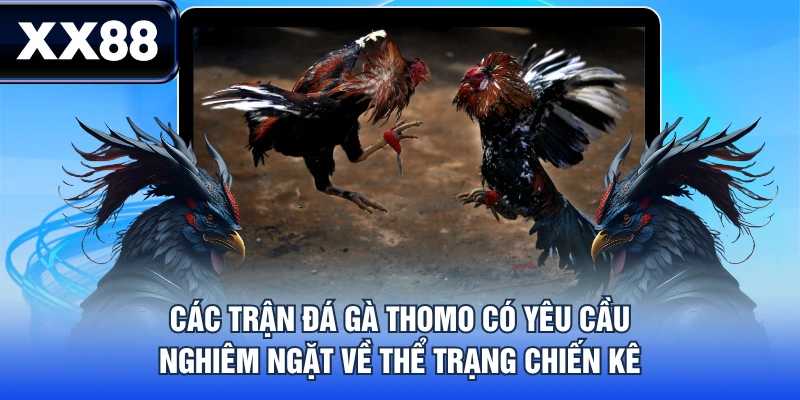 Các trận đá gà Thomo có yêu cầu nghiêm ngặt về thể trạng chiến kê